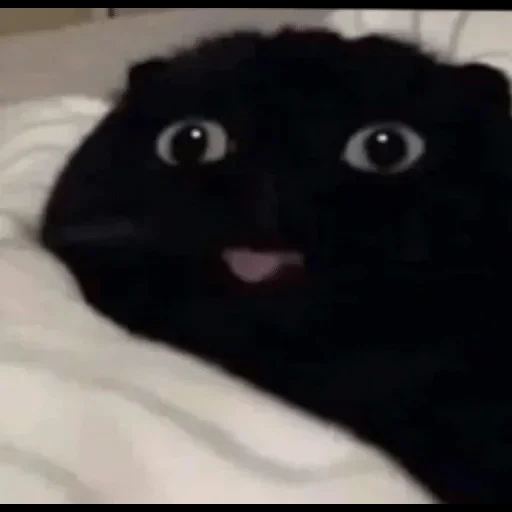 katzen, papierkatze, schwarze katze mit einer zunge, schwarze katze in der zunge steckt, schwarze katze in der zunge steckt