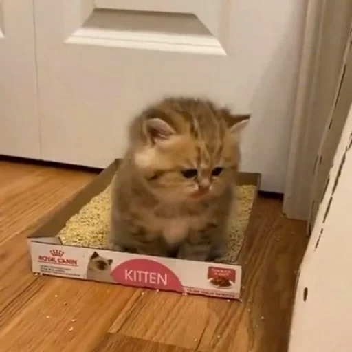 cat, seal, cat cat, kitty, cat thin box