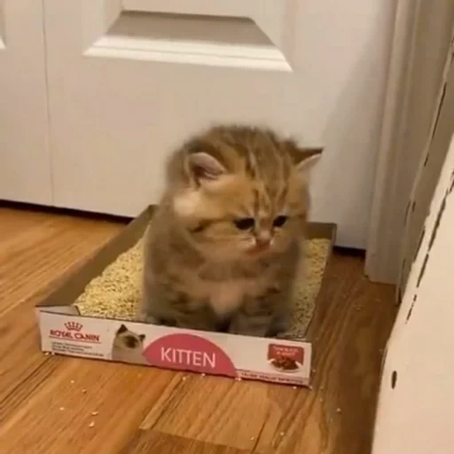 der kater, katzen, katze, eine kleine katze, katze khosiko boxen