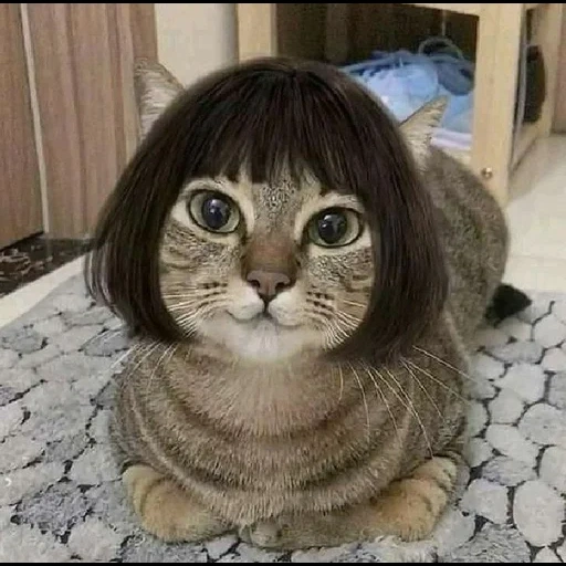 cat, cat meme, cat wig, cats are funny, funny cat