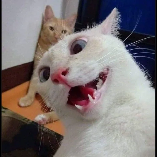 кот, кот мем, орущий кот, смешной белый кот, сумасшедшая кошка