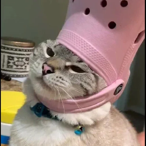 cappello da gattino, gatto felice, animali divertenti, croxy cat alla testa, facce di animali divertenti