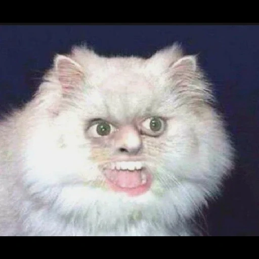 кот мем, злой кот, мемы котом, упоротый кот мем, персидская кошка