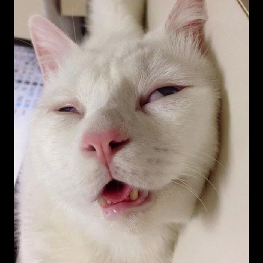 кот, кот мем, кот смешной, мемы котиками, смешной белый кот