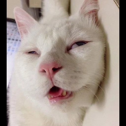 gato, meme de gato, el gato es divertido, memes de gatos, cat blanco divertido