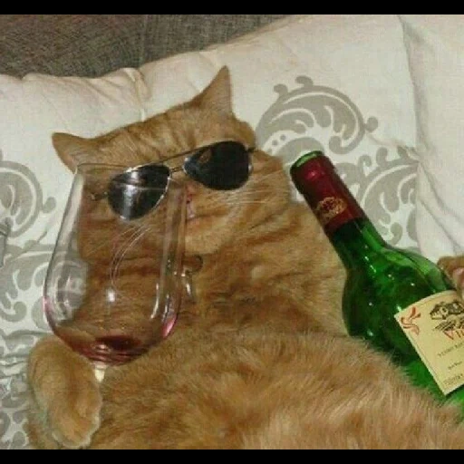 der kater, die katze ist wein, betrunkene katze, die katze ist lustig, katze mit einem getränkememe