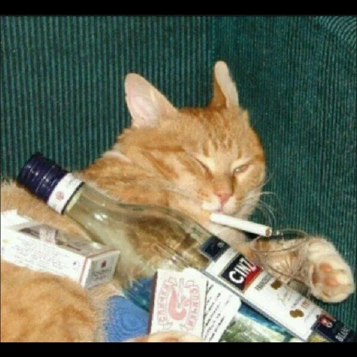 katze, betrunkene katze, rauchkatze, die katze ist eine zigarette, eine betrunkene katze mit einer flasche