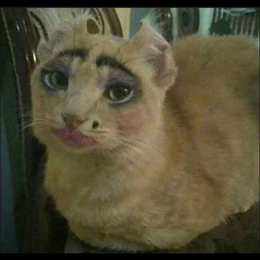 gato, gato incomensurável, gato da noite, gato pintado, gato pintado