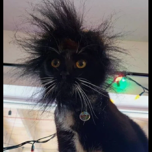 gato negro, los gatos son divertidos, el gatito es negro, gato con despertado, un gato con cabello desaliñado