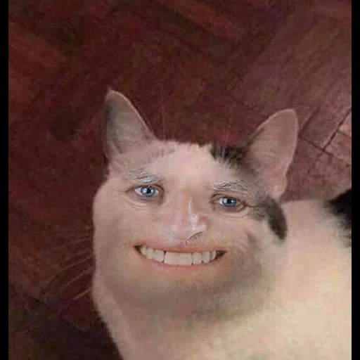 katze, kitty meme, höfliche katze, die katze ist lustig, die katze mit menschlichen zähnen
