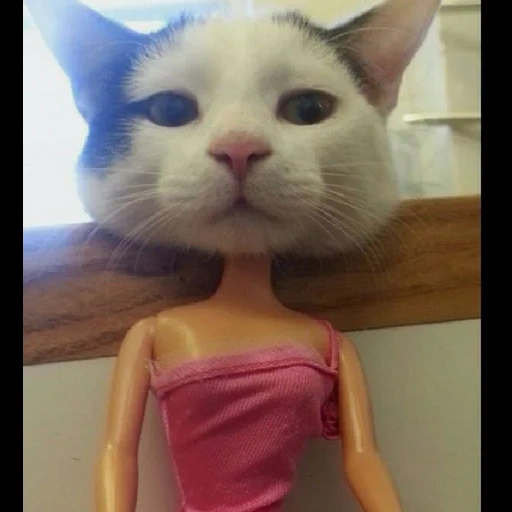 der kater, cat barbie, die lustigsten katzen, laufsteg kätzchen ook, barbie posh haustiere barbie 2003