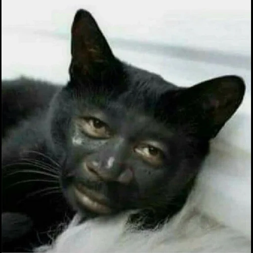 kucing hitam, kucing adalah orang kulit hitam, kucing hitam, kucing hitam, kucing adalah pria kulit hitam