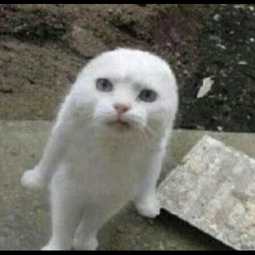 gato, el gato es blanco, un gato sin orejas, animales divertidos, animales divertidos