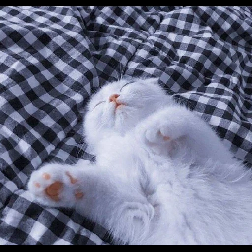 gato, gato, gato somnoliento, el gatito es blanco, los lindos gatos son divertidos