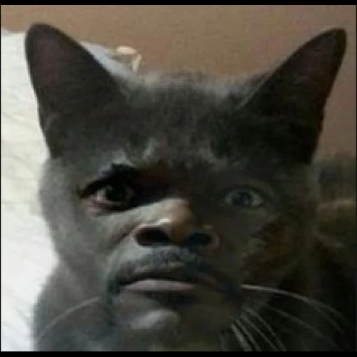 a nigger, cat, black plus cat, samuel jackson the cat
