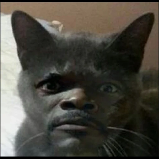 schwarzer, katze, nigga kat, katze samuel jackson