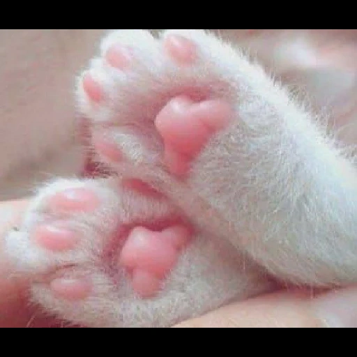 pieds, griffe de chat, pieds roses, griffe de chat, coussin pour chat