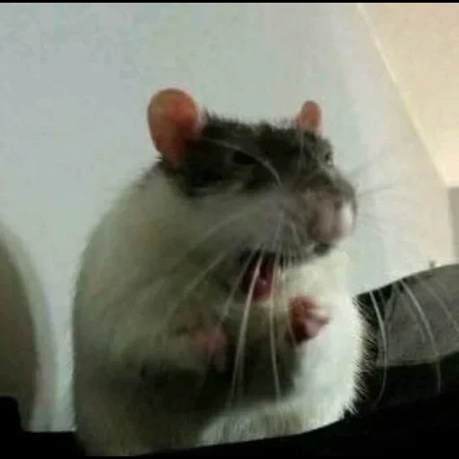 ratti, due ratti, topo di ratto, cat thief, ratti decorativi