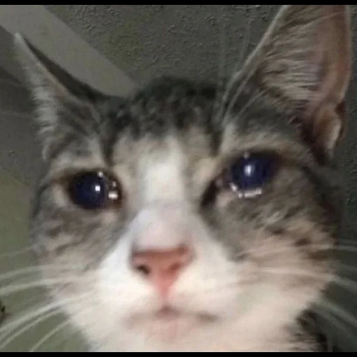 кошка, грустный кот, плачущие коты, грустный котик мем, милые котики смешные