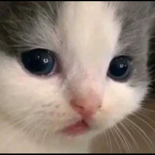cats, cat, cat, cute cats, blue eyed cat