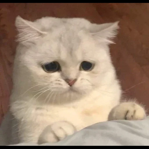 a cat, the cat is white, scottish straight, persian cat, scottish cat