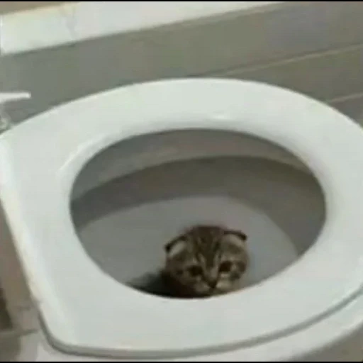 cat, cat, the fucking cat, the cat is toilet, cat meme 2021