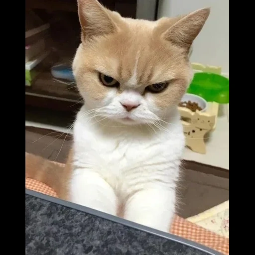 angry cat, gloomy cat, serious cat, dissatisfied cat, a displeased cat