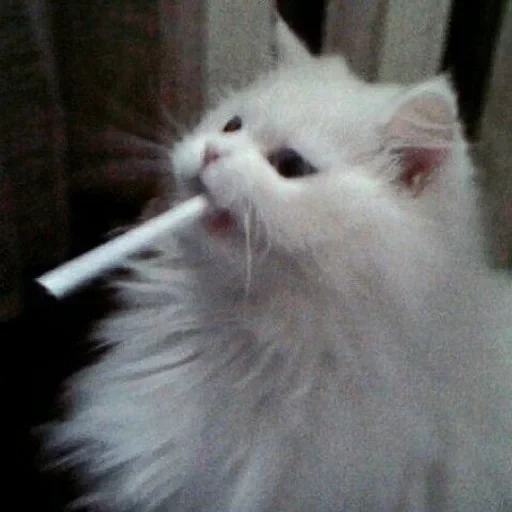 kucing, kucing, kucing merokok, kitik dengan rokok, kucing putih merokok