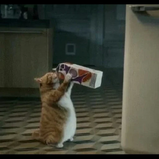 cat, cat, animal cats, cat refrigerator, cute cats are funny