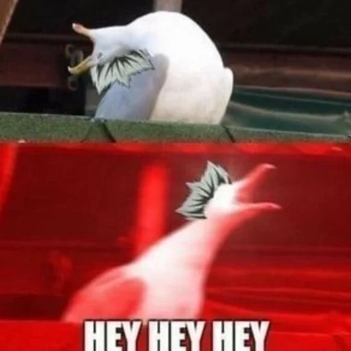 memes, seagull meme, a screaming seagull, meme screaming a seagull, screaming a seagull meme original