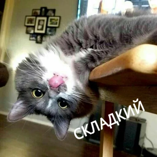 кошка, кошки, кошки смешные, котики смешные, сумасшедшая кошка