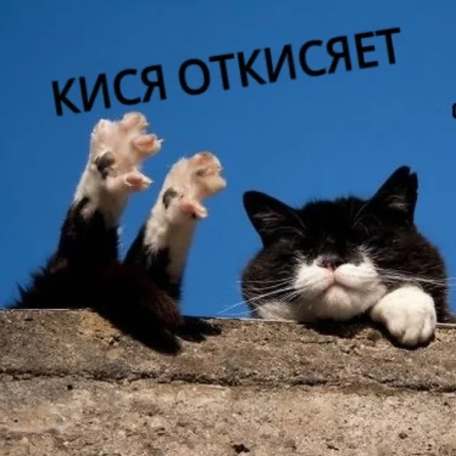 кот, кошка, кот оптимист, кот солнышке, животные домашние