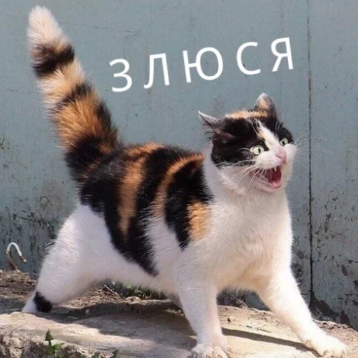 кот, котики, кошка кот, кот нервах, нервный кот