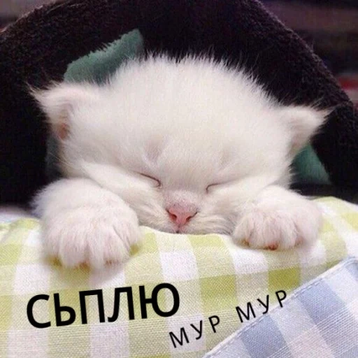 сонный котик, спящий котик, спящий котенок, сладких снов котенок, сонный котенок кровати