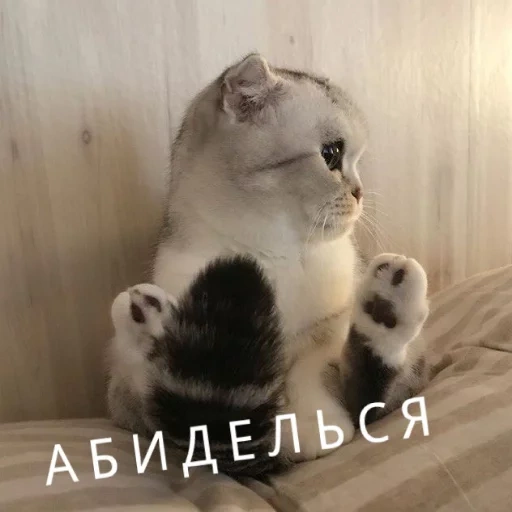 котик, цмок котик, кошки милые, милые котики, кошка животное