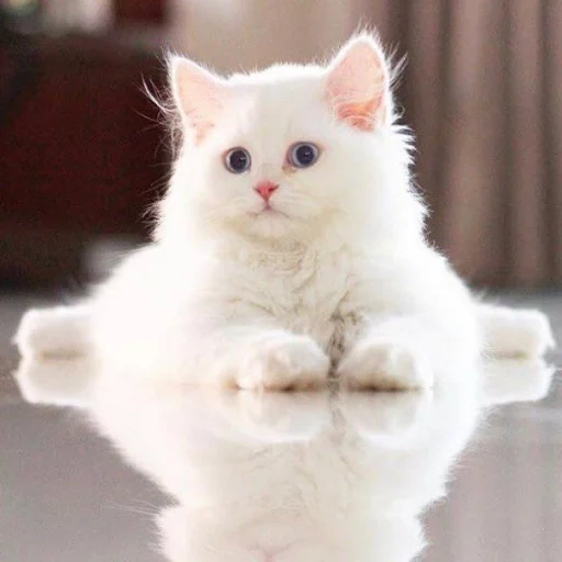 белая кошка, милые белые котики, милый белый котенок, белая пушистая кошка, белый пушистый котенок