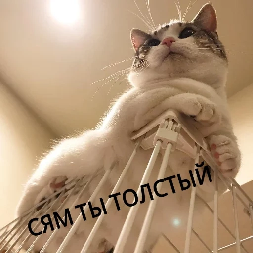 кот, коты, кошка, котик, любимые животные