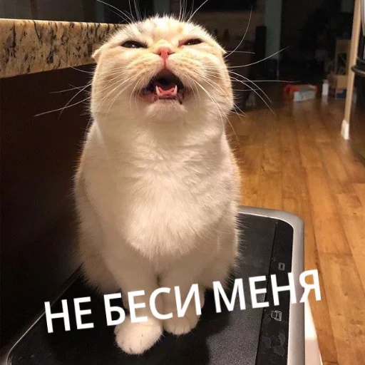 котик, кот злюся, кот бебебе, не беси меня, животные милые