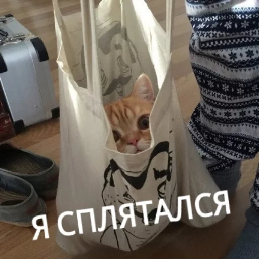 кот, кошка, кот пакете, котик пакете, животные кошки