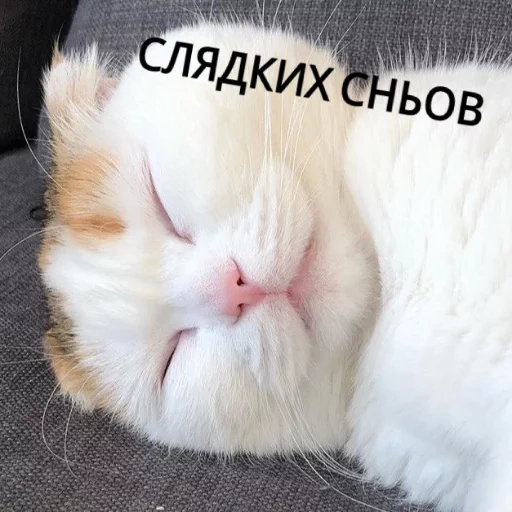 cat, кошка, милые котики, животные милые, спокойной ночи белый кот