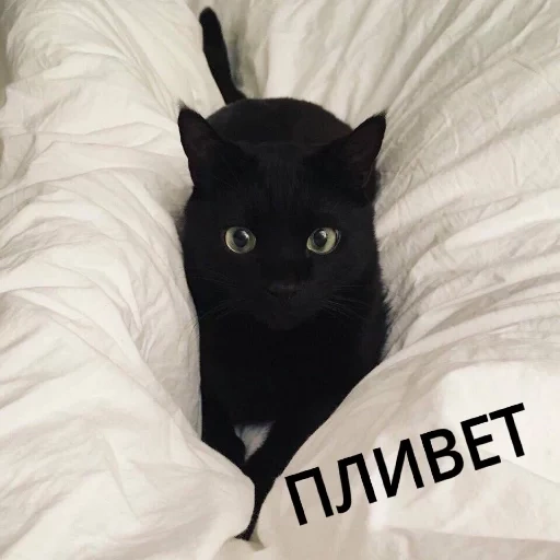 черный кот, котик черный, чёрная кошка, милый черный кот, милый черный котик