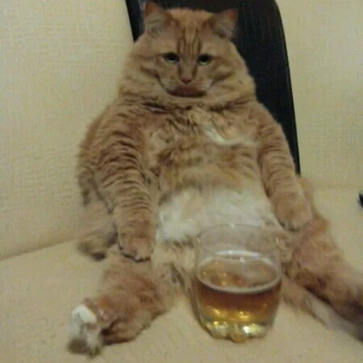 кот, котэ, котик, кот юмор, кот алкоголик