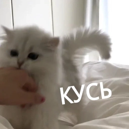 кусь, милый кусь, котик кусь, кошка животное, котики эстетика