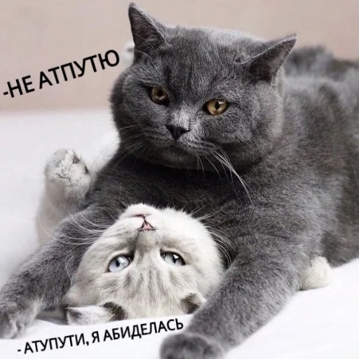 котики, кошки тьмок, животные коты, животные домашние, британские котики любовь