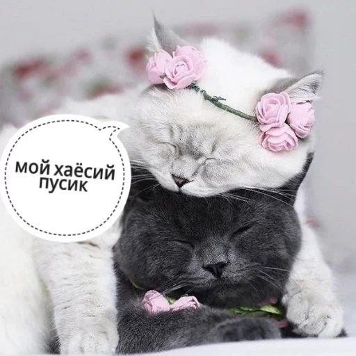 котик, кошечка, милые котики, котики любовь, милые котики любовь