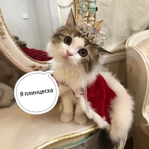 кот, котик, котик цмок, котик цьмок, кошка короне