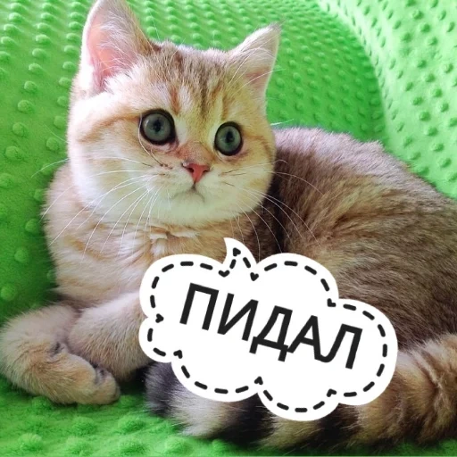 кот, котики, цмок котик, британская кошка, британская золотая шиншилла