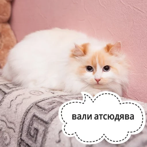 кот, кошка, котик, цмок котик, животные милые