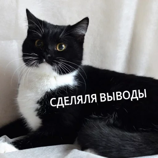 кот, кошка, котик, кошечка, кот баюша