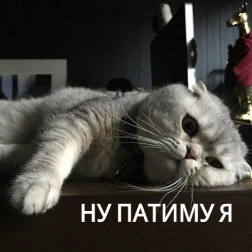 кот, котик, ленивая киса, кошка британская, шотландская кошка